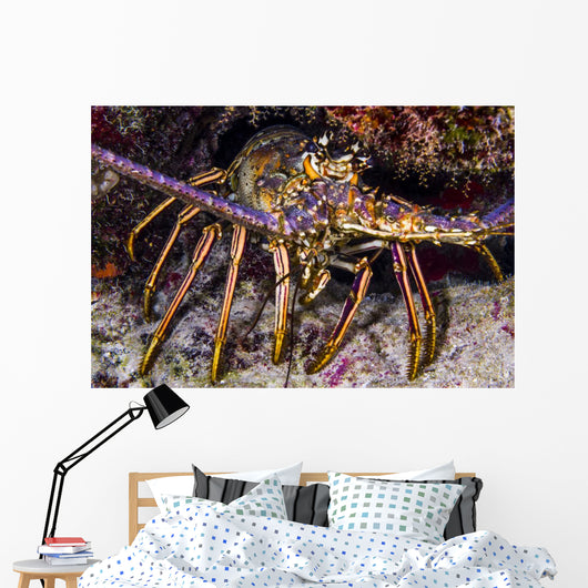 Spiny Lobster Grand Cayman Wall Decal