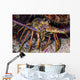 Spiny Lobster Grand Cayman Wall Decal