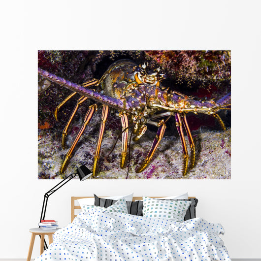 Spiny Lobster Grand Cayman Wall Decal