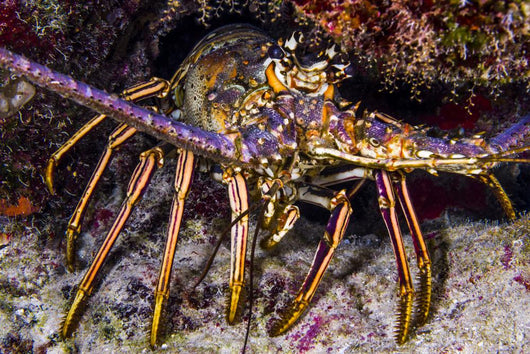 Spiny Lobster Grand Cayman Wall Decal