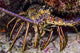 Spiny Lobster Grand Cayman Wall Decal