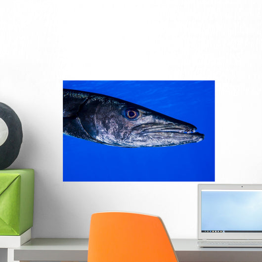 Barracuda Grand Cayman Cayman Wall Decal