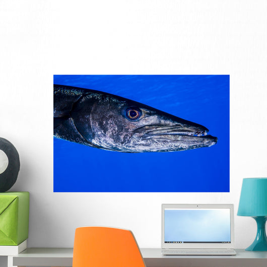 Barracuda Grand Cayman Cayman Wall Decal