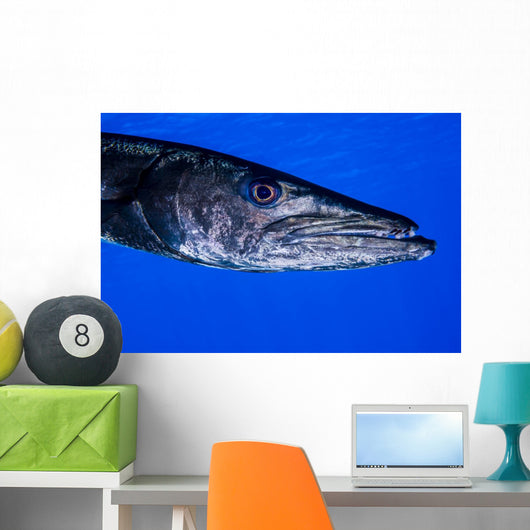 Barracuda Grand Cayman Cayman Wall Decal