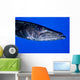 Barracuda Grand Cayman Cayman Wall Decal