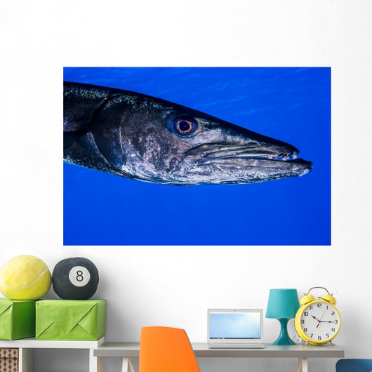 Barracuda Grand Cayman Cayman Wall Decal
