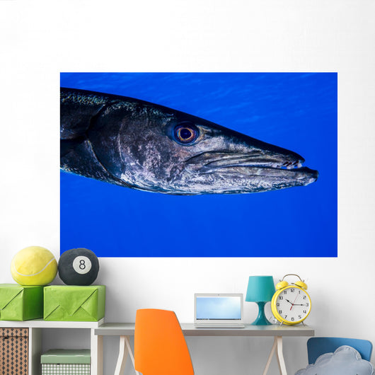 Barracuda Grand Cayman Cayman Wall Decal