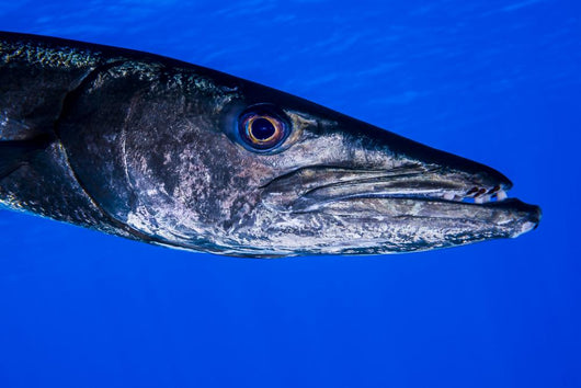 Barracuda Grand Cayman Cayman Wall Decal