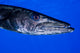 Barracuda Grand Cayman Cayman Wall Decal