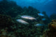 Tarpon Pass Reef Grand Wall Decal