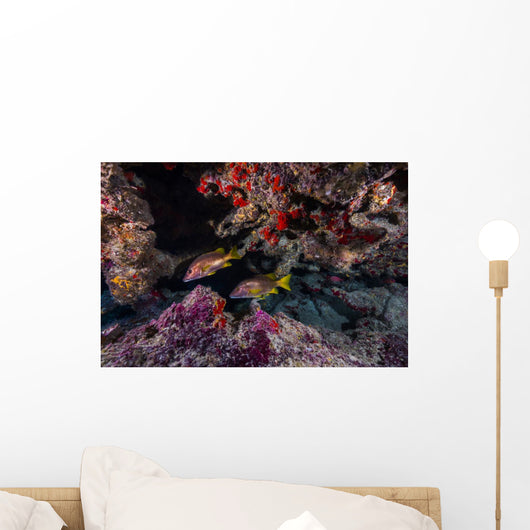 Red Snapper Swimming through Wall Decal