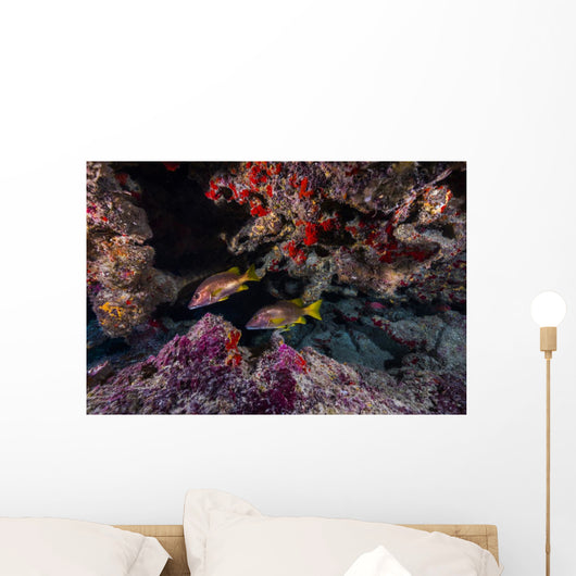 Red Snapper Swimming through Wall Decal