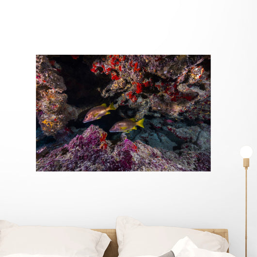 Red Snapper Swimming through Wall Decal