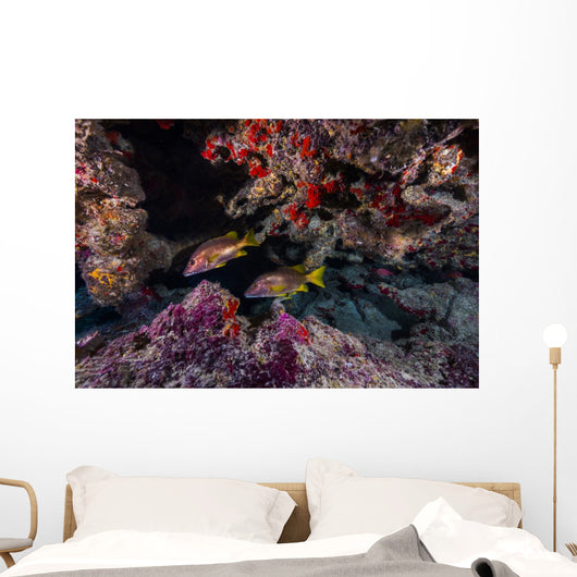 Red Snapper Swimming through Wall Decal