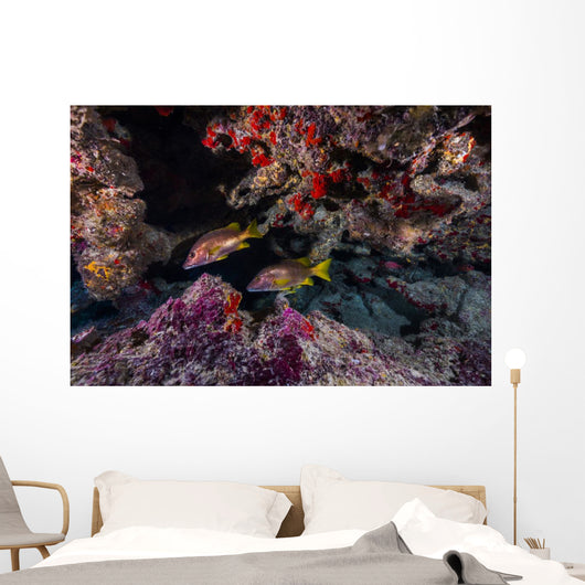 Red Snapper Swimming through Wall Decal