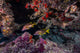 Red Snapper Swimming through Wall Decal