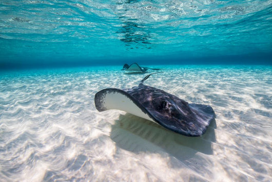 Southern Stingrays Sandbar Fin Wall Decal