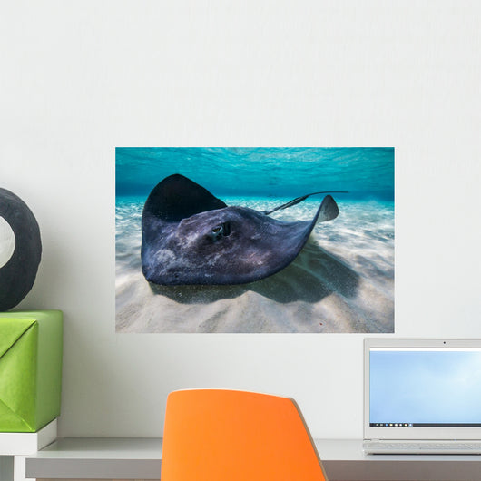 Southern Stingray Sandbar Close-up Wall Decal