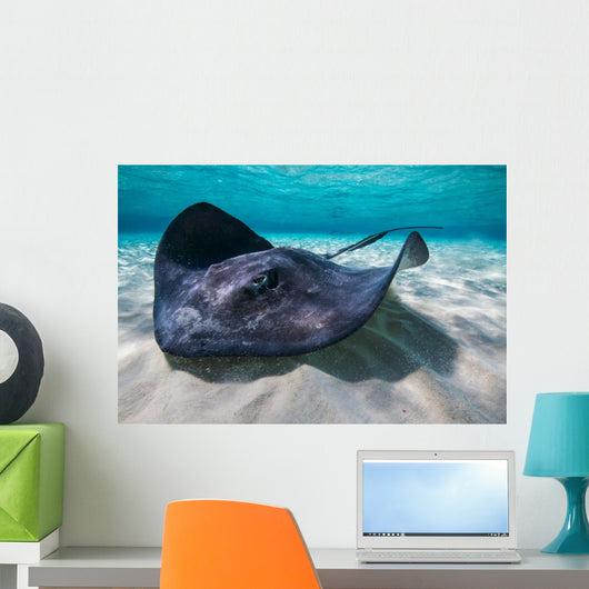 Southern Stingray Sandbar Close-up Wall Decal