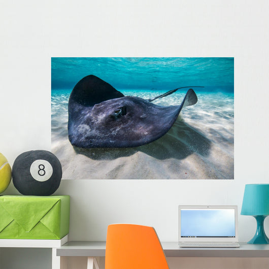 Southern Stingray Sandbar Close-up Wall Decal