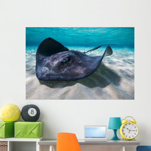 Southern Stingray Sandbar Close-up Wall Decal