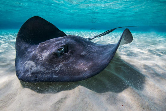 Southern Stingray Sandbar Close-up Wall Decal