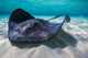 Southern Stingray Sandbar Close-up Wall Decal