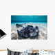 Southern Stingrays Sandbar Close-up Wall Decal