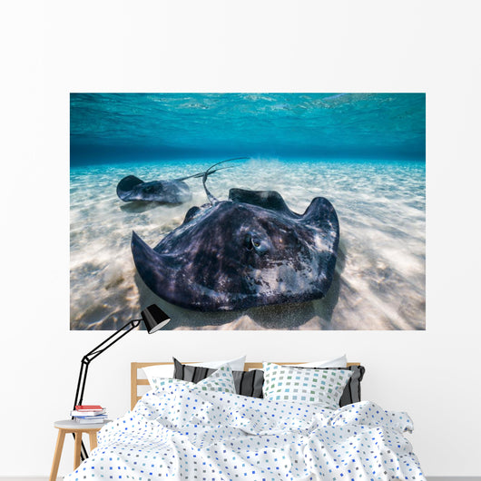 Southern Stingrays Sandbar Close-up Wall Decal