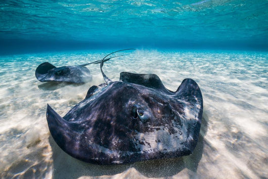 Southern Stingrays Sandbar Close-up Wall Decal
