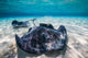 Southern Stingrays Sandbar Close-up Wall Decal