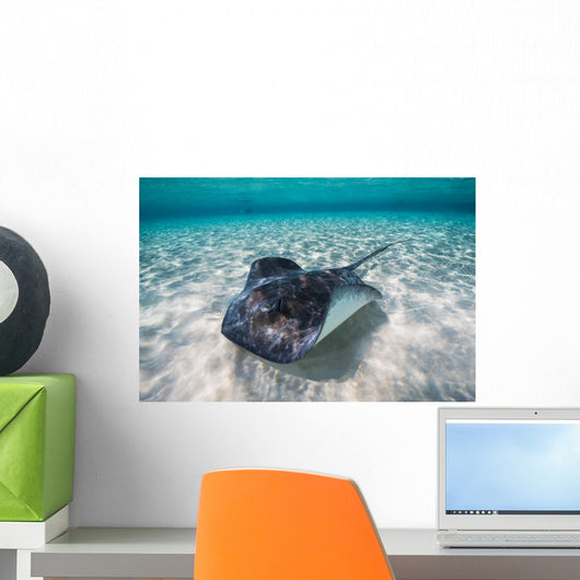 Southern Stingray Sandbar Swimming Wall Decal