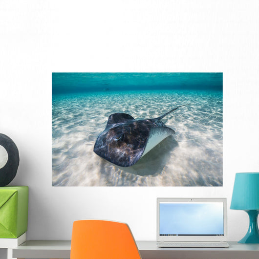 Southern Stingray Sandbar Swimming Wall Decal