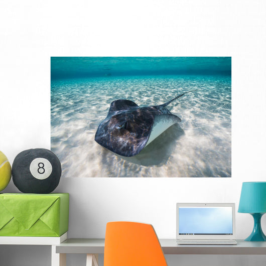 Southern Stingray Sandbar Swimming Wall Decal