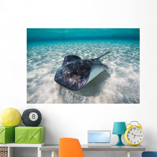 Southern Stingray Sandbar Swimming Wall Decal