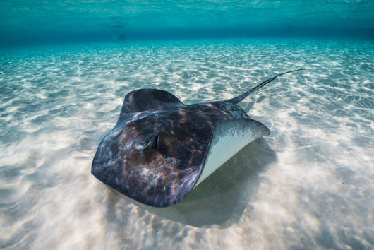Southern Stingray Sandbar Swimming Wall Decal