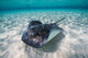 Southern Stingray Sandbar Swimming Wall Decal