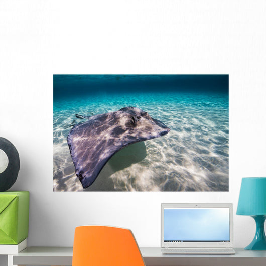 Southern Stingray Sandbar Wall Decal
