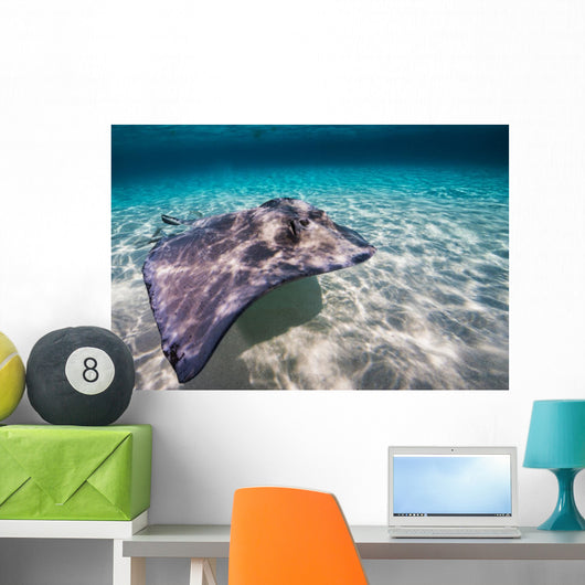 Southern Stingray Sandbar Wall Decal
