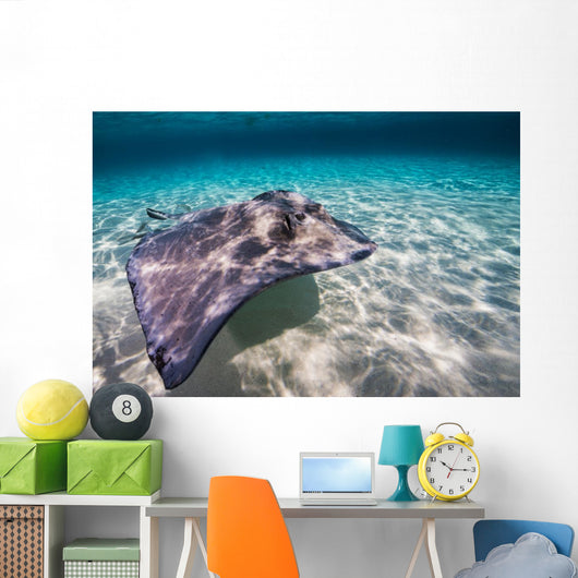 Southern Stingray Sandbar Wall Decal