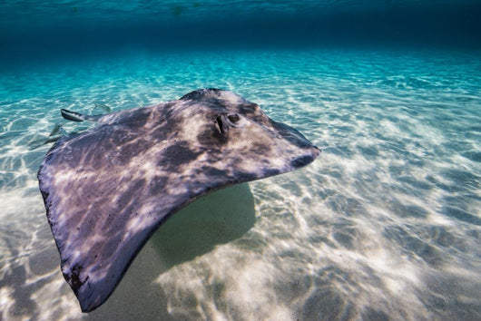 Southern Stingray Sandbar Wall Decal