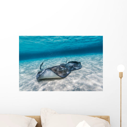 Southern Stingrays Sandbar Wall Decal