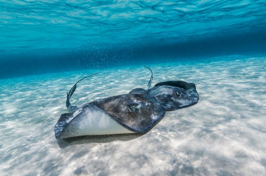 Southern Stingrays Sandbar Wall Decal