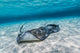 Southern Stingrays Sandbar Wall Decal