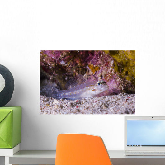 Spotted Goby Seafloor Grand Wall Decal