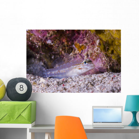 Spotted Goby Seafloor Grand Wall Decal