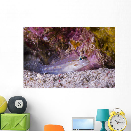 Spotted Goby Seafloor Grand Wall Decal