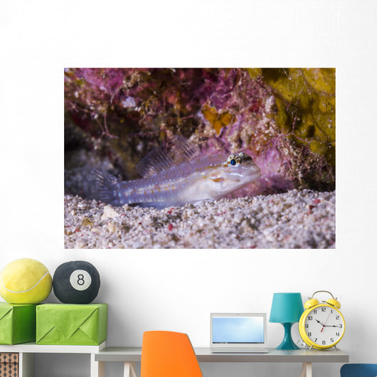 Spotted Goby Seafloor Grand Wall Decal