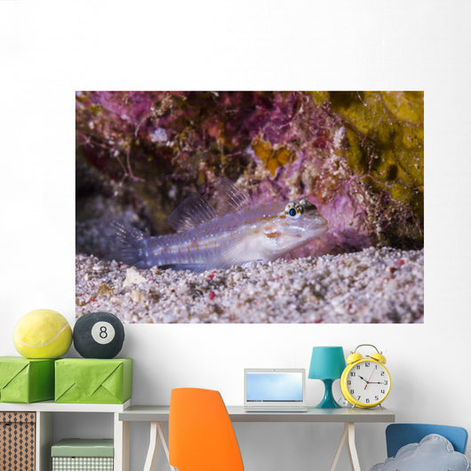 Spotted Goby Seafloor Grand Wall Decal