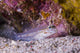 Spotted Goby Seafloor Grand Wall Decal